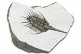 Rare, Psychopyge Termierorum Trilobite - Ofaten, Morocco #381553-3